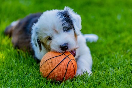 unser Bobtail D-Wurf ist da :D