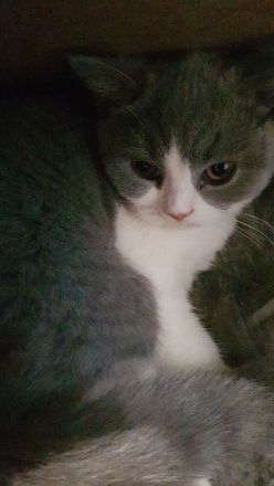 Bkh kitten 14 Wochen