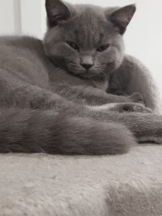 Bkh kitten 14 Wochen