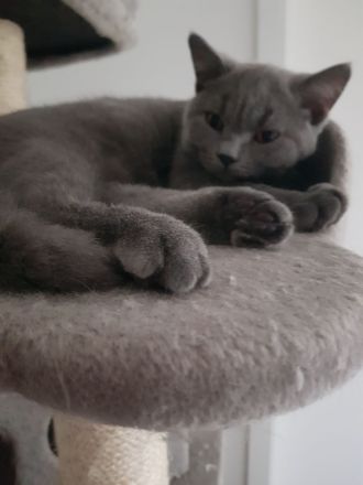 Bkh kitten 14 Wochen