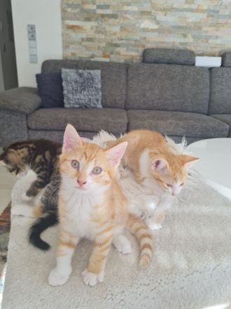 Kitten, Babykatzen ab Mitte August (dann 12 Wochen alt) abzugeben