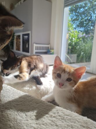 Kitten, Babykatzen ab Mitte August (dann 12 Wochen alt) abzugeben