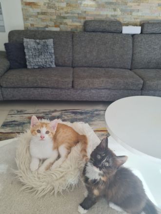 Kitten, Babykatzen ab Mitte August (dann 12 Wochen alt) abzugeben