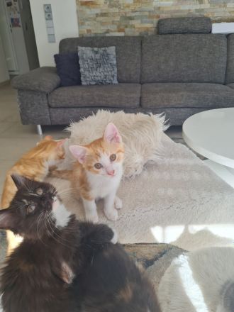 Kitten, Babykatzen ab Mitte August (dann 12 Wochen alt) abzugeben