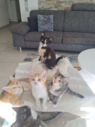 Kitten, Babykatzen ab Mitte August (dann 12 Wochen alt) abzugeben