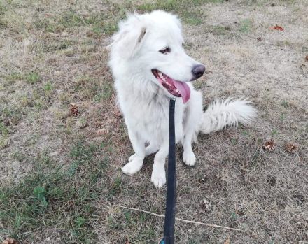 Wer schenkt Fehu ein tolles Hundeleben?