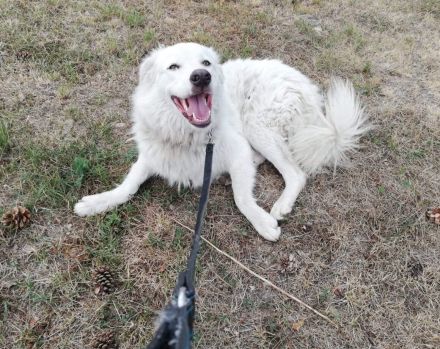 Wer schenkt Fehu ein tolles Hundeleben?