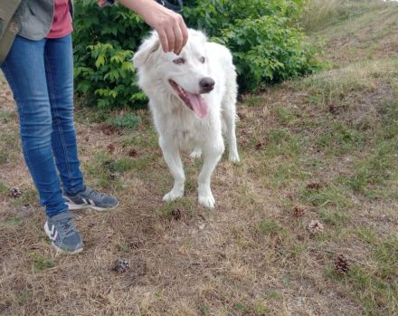 Wer schenkt Fehu ein tolles Hundeleben?