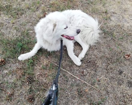 Wer schenkt Fehu ein tolles Hundeleben?