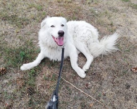 Wer schenkt Fehu ein tolles Hundeleben?