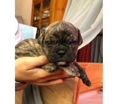 süße, schöne und verspielte französische Bulldogge