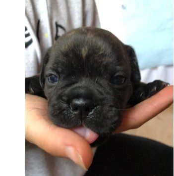 süße, schöne und verspielte französische Bulldogge