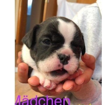 süße, schöne und verspielte französische Bulldogge