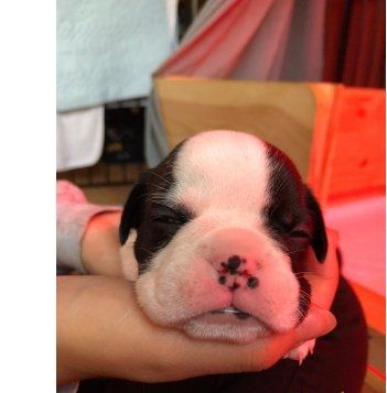 süße, schöne und verspielte französische Bulldogge