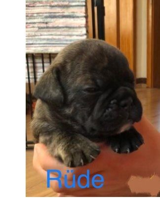 süße, schöne und verspielte französische Bulldogge