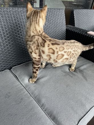 Bengalen Kater mit Stammbaum