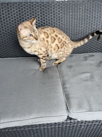 Bengalen Kater mit Stammbaum