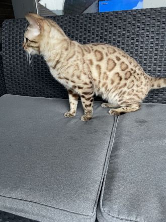 Bengalen Kater mit Stammbaum