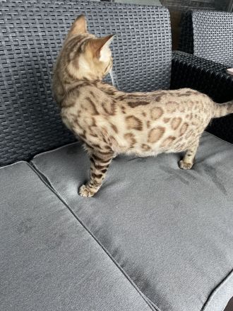 Bengalen Kater mit Stammbaum