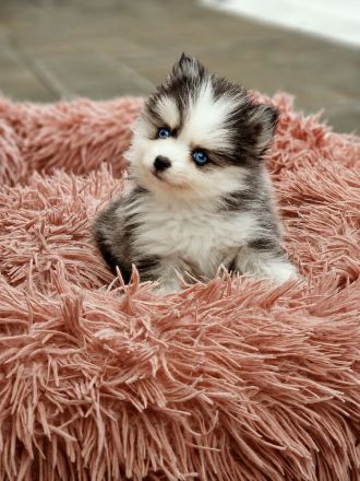 Pomsky F2 Micro &Toy Bärchentyp Puppengesicht (Pomeranian Minihusky)