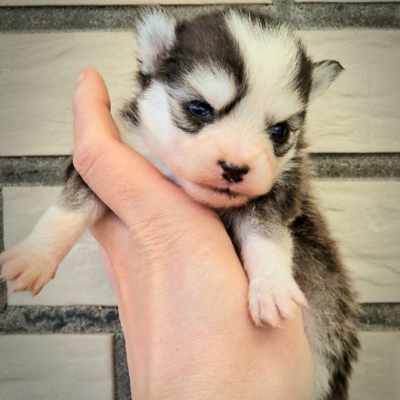 Pomsky F2 Micro &Toy Bärchentyp Puppengesicht (Pomeranian Minihusky)