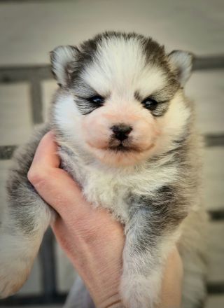 Pomsky F2 Micro &Toy Bärchentyp Puppengesicht (Pomeranian Minihusky)