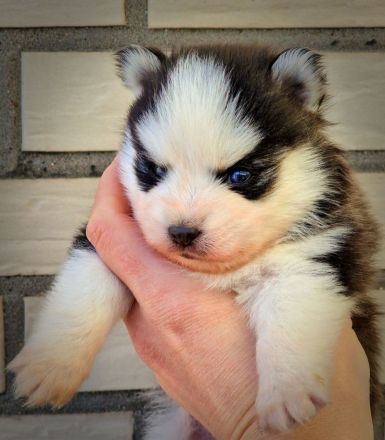 Pomsky F2 Micro &Toy Bärchentyp Puppengesicht (Pomeranian Minihusky)