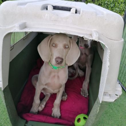 Weimaraner Welpe verfügbar