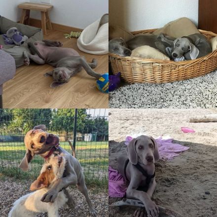 Weimaraner Welpe verfügbar