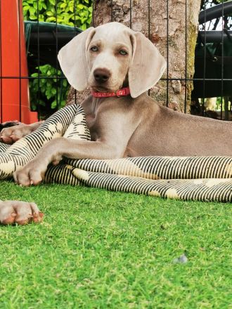 Weimaraner Welpe verfügbar