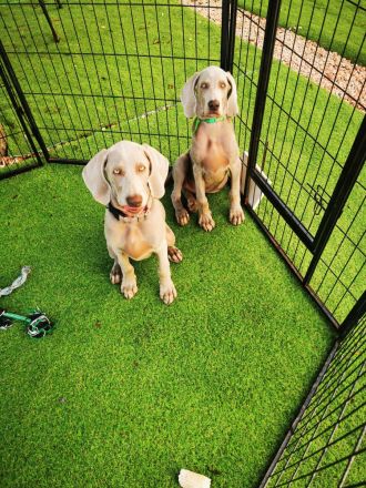 Weimaraner Welpe verfügbar