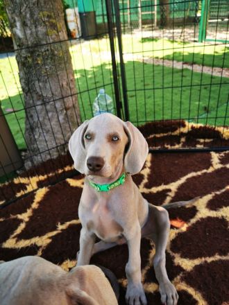 Weimaraner Welpe verfügbar