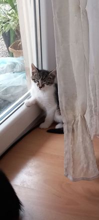 Kitten suchen ein Zuhause