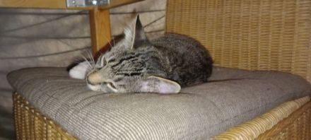 Kitten suchen ein Zuhause