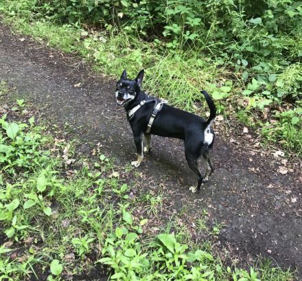 Hund für die aktive Familie