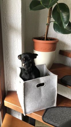 Hund für die aktive Familie