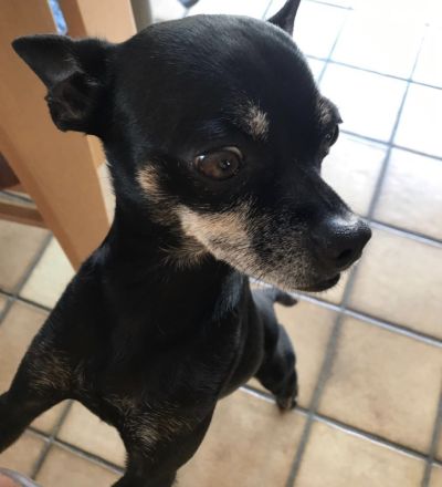 Hund für die aktive Familie