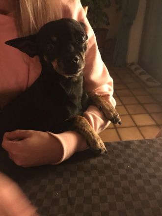 Hund für die aktive Familie