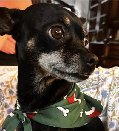 Hund für die aktive Familie