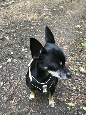 Hund für die aktive Familie