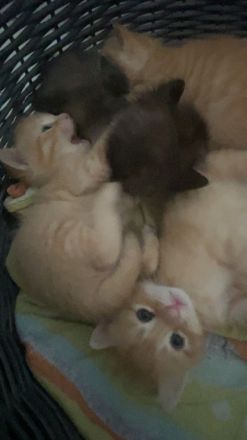 4 Babykatzen