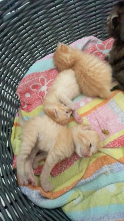 4 Babykatzen