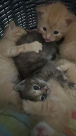 4 Babykatzen