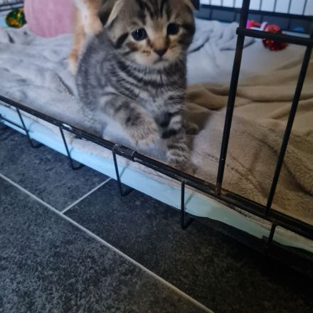 Wunderschöne BKH Kitten