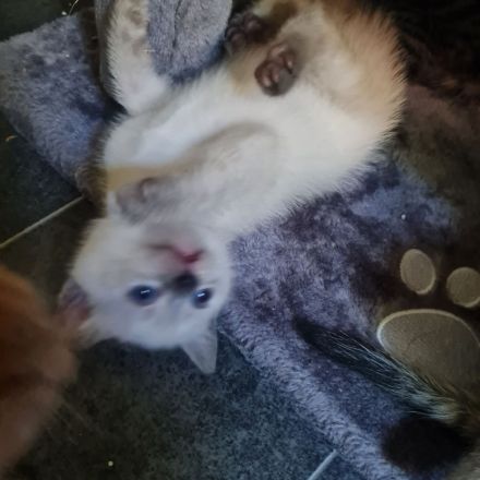 Wunderschöne BKH Kitten