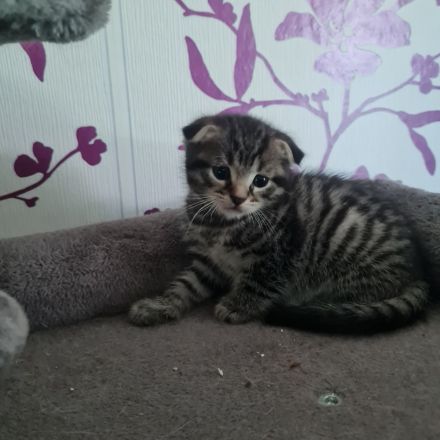 Wunderschöne BKH Kitten