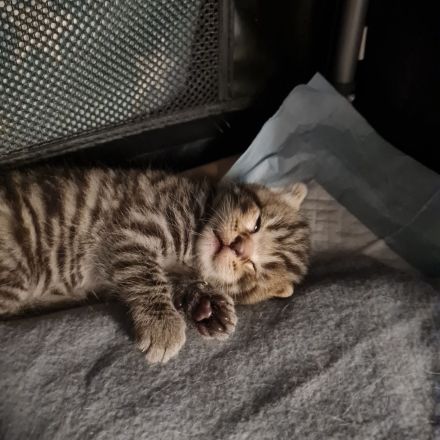 Wunderschöne BKH Kitten