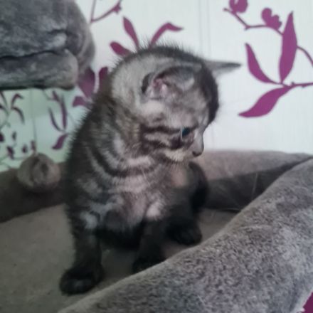 Wunderschöne BKH Kitten