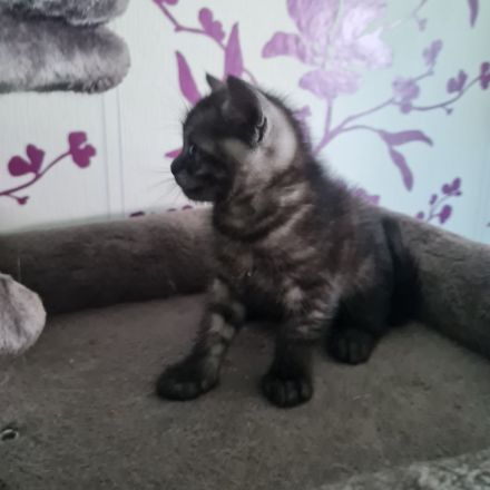 Wunderschöne BKH Kitten