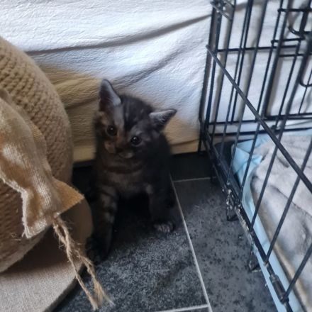 Wunderschöne BKH Kitten